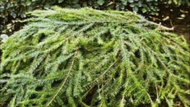 Укрываем растения на зиму. Все плюсы и минусы различных способов утепления смотреть онлайн