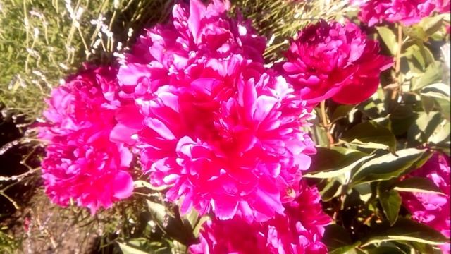 Незабываемое Пение соловья на Даче / Chill out Nightingale Singing смотреть онлайн