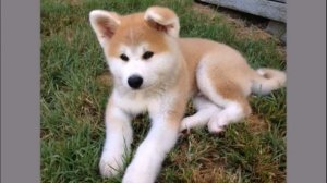 О собаках охотничьих пород