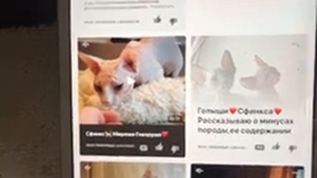 Минусы содержания Канадского Сфинкса?? смотреть онлайн