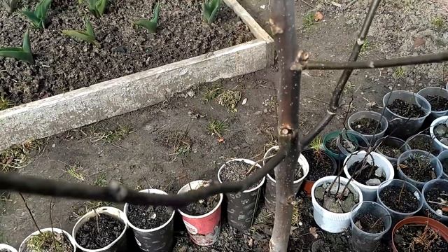 Грецкий орех Великан 03 апреля 2021 смотреть онлайн