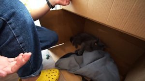 СКРЫТАЯ КАМЕРА сняла РЕАКЦИЮ КОШКИ на КУКЛУ ВУДУ 24 часа чтобы выжить АЛОЯ ВЕРА