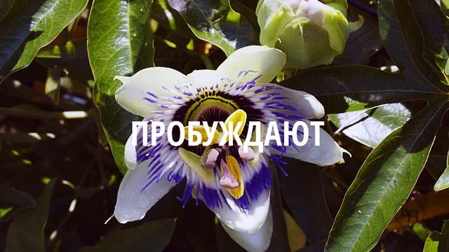 Патчи для глаз гидрогелевые с гиалуроновой кислотой от Brit Hair Group Япония смотреть онлайн