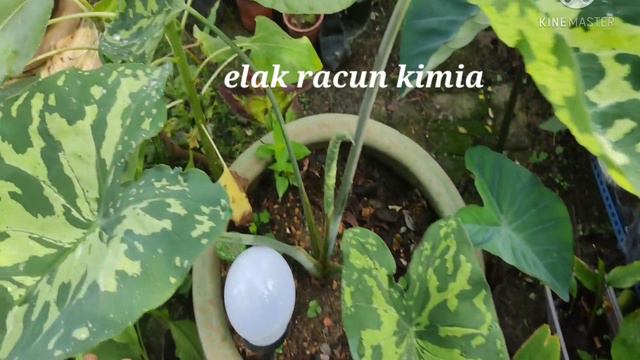 Koleksi 'caladium Praetermissum' Hilo Beauty(komando)