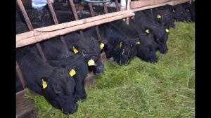 Мясной скот Абердин-Ангусской породы. Молодняк бычков на откорме. КФХ Александра Москвина.