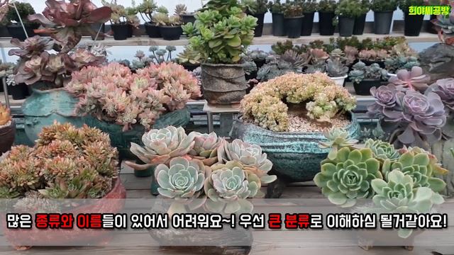★겨울에 성장하는 동형다육이란? 종류와 관리 ★하형다육이란? смотреть онлайн