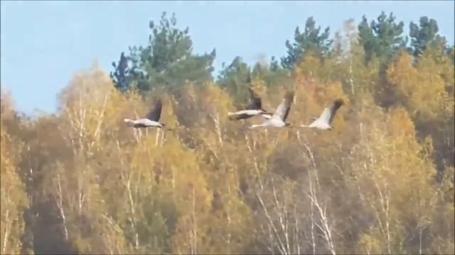 Акция «Ваш Сергей Есенин». Елена Кузнецова смотреть онлайн