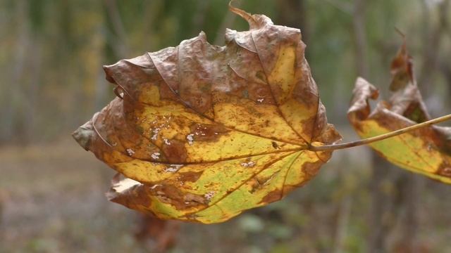 Макросъемка на Panasonic hc v760 смотреть онлайн