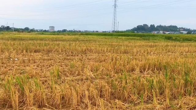 being chased by t-rex dinosaurs and being chased by giant snakes in real life | fan movie смотреть онлайн