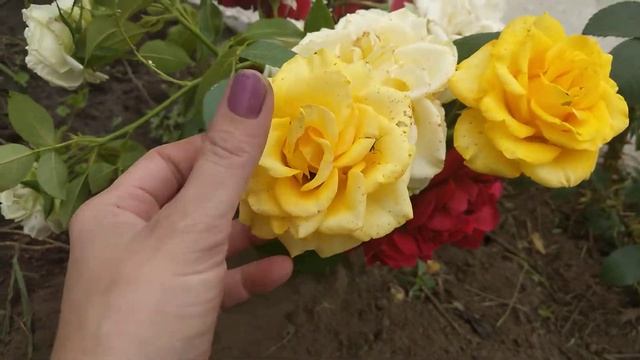 Роза Фридом первогодка#роза#фридом смотреть онлайн
