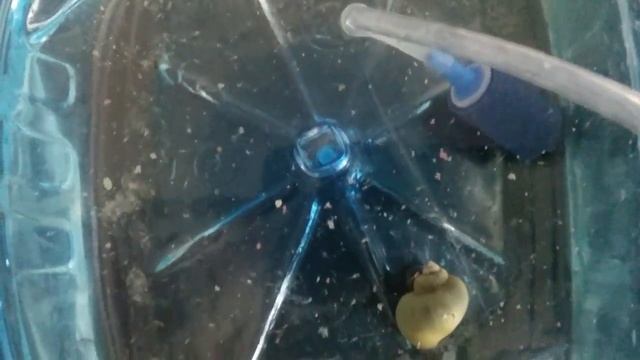 Мальки данио рерио часть 3. смотреть онлайн