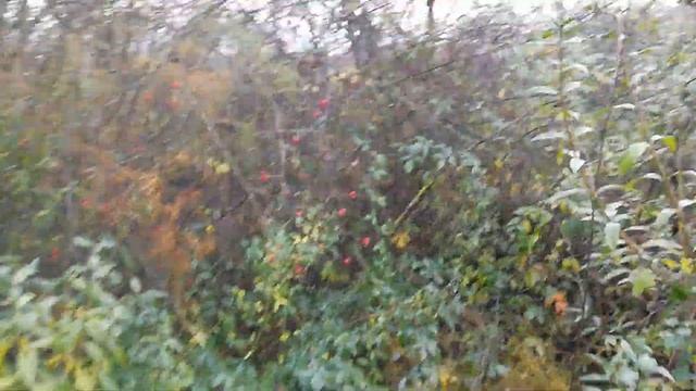 голубь разбился