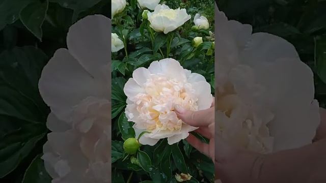 пион в этом году не соответствует сорта Распберри Сандей - почему?05.06.22 смотреть онлайн