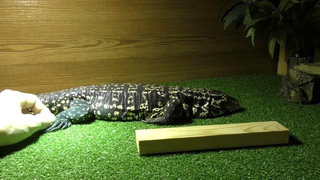 Без Милы скучно. Копу тоже готовим к зимовке. смотреть онлайн