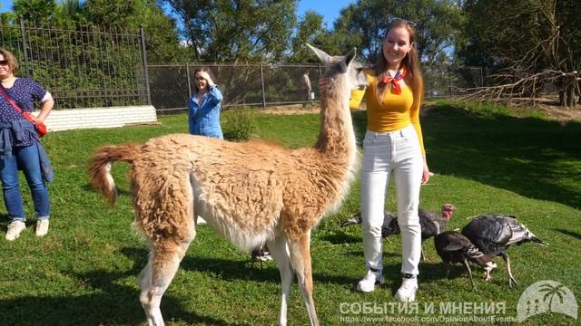 8Vechera «Турне на ранчо Аванпост» Контактный зоопарк с домашними животными смотреть онлайн