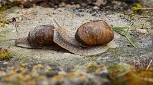 Можно ли есть виноградные улитки? Что приготовить из виноградных улиток? Польза улиток для организм