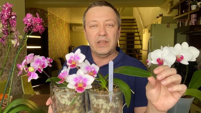 ЭТОТ полив орхидей ДЛЯ СТИМУЛЯЦИИ РОСТА корней орхидеи фаленопсис смотреть онлайн