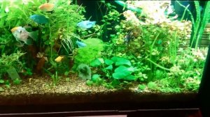 Аквариум на 500 литров мой травник