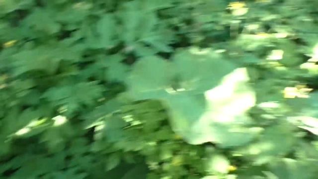 ЛОПУХ/ЧЕРТОПОЛОХ/ТАТАРНИК/РЕПЕЙНИК смотреть онлайн
