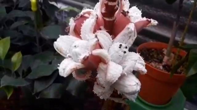 Банановый букет)))Природа умеет удивить смотреть онлайн