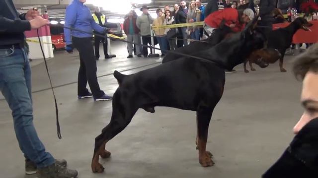 HDK Year Winner Club Show 2017 Budapest - Colt di Perlanera смотреть онлайн