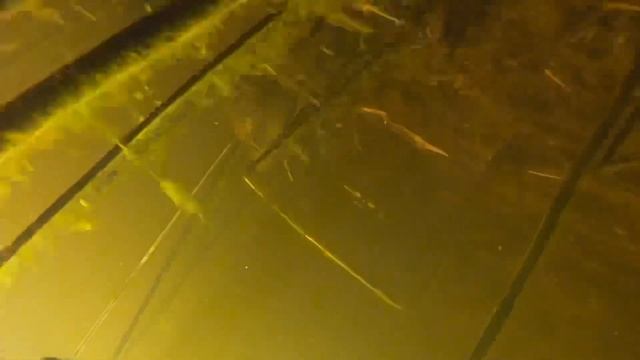 Подводная охота май 2018 Астрахань смотреть онлайн
