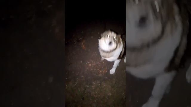 ВСЕГДА ГОЛОДНЫЙ!!!