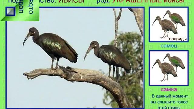 Ибис. Черношейный, украшенный и др. Голоса птиц смотреть онлайн