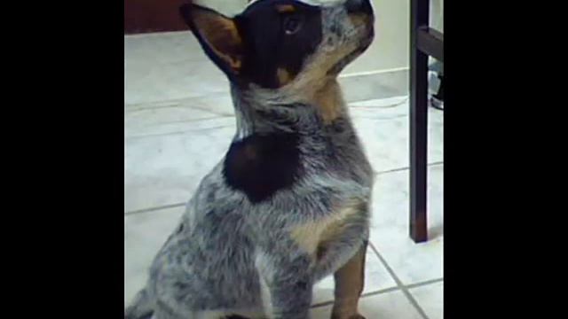Blue Heller Yê- eterna amizade!!!.wmv смотреть онлайн