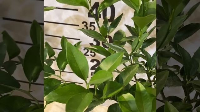 танжерина Сангвиньо(Трабут)/ 68 S C. tangerina sanguigno (Trabut) смотреть онлайн