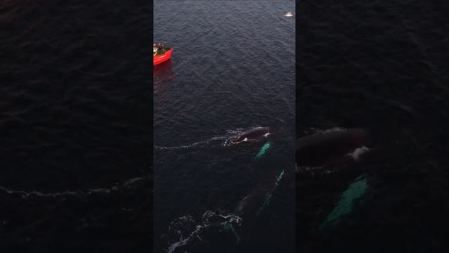 Киты в Северном Ледовитом океане