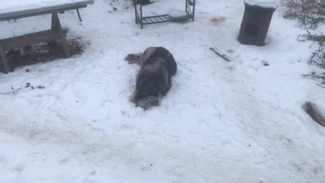 Коты убийцы. Утилизация животных. Содержание и размножение кроликов. Мои кролики. Дачная Жизнь ТВ. смотреть онлайн