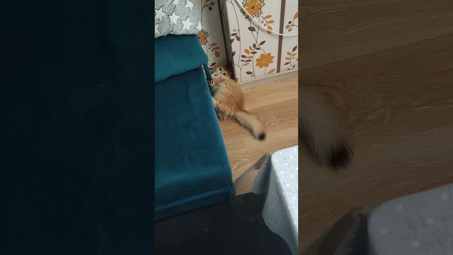 НЕ художественная гимнастика с резинкой🐾😀