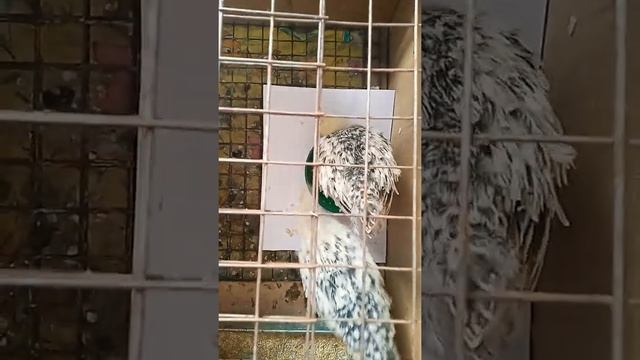 Даём цыплятам отварную рыбу. смотреть онлайн
