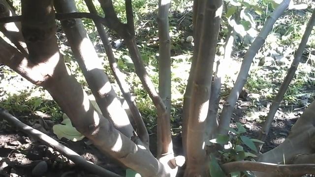Как обрезать инжир на зиму. НЕ плодородные сорта смотреть онлайн