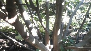 Как обрезать инжир на зиму. НЕ плодородные сорта