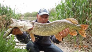 Проста Щука- На Свимбейт Рыбалка.2024.