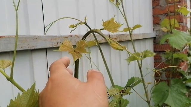 Как часто нужно поливать виноград? смотреть онлайн