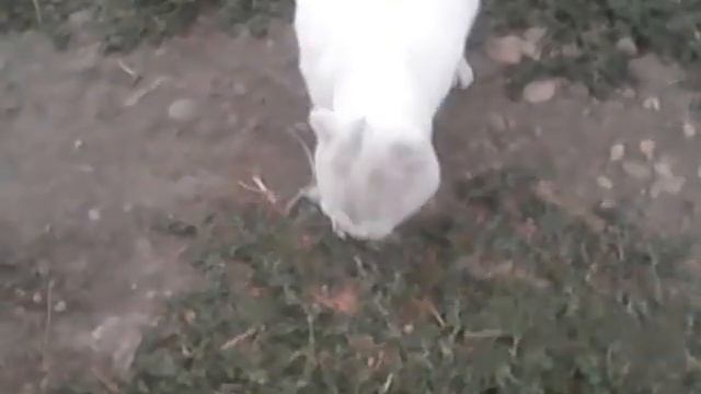 Вислоухий кот играется с добычей