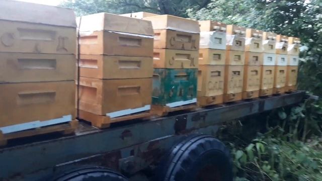 ЛИПЫ НЕТ УБЕЖАЛ С ЗАПОВЕДНИКА НА КОРИАНДР ЛИПОВОГО МЁДА КОТ НАПЛАКАЛ смотреть онлайн