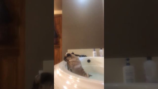 Emma hates bath time смотреть онлайн