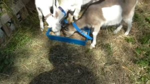 Кормление козлят | Выращивание козлят | Чем мы кормим козлят в 3,5 месяца