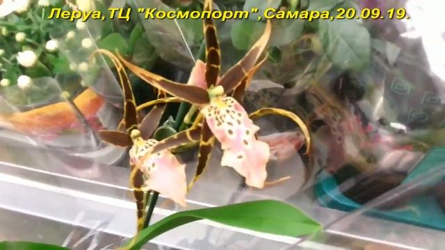 ЛЕРУА:ОРХИДЕИ(онцидиумы,брассии),20.09.19,Самара,"Космопорт".Приветы Ольге и Елене! смотреть онлайн