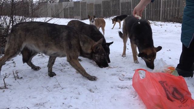 Рыжий Пёс оторванное ухо смотреть онлайн