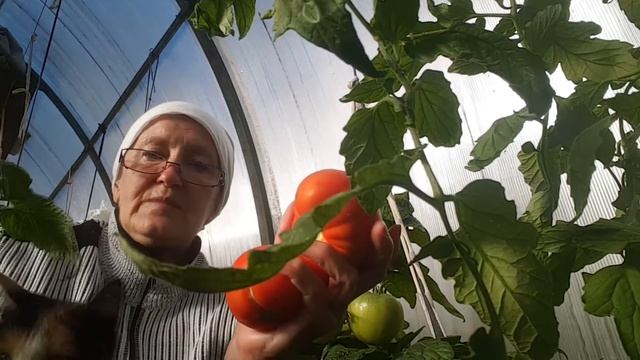 Помидоры сорта "Клуша". смотреть онлайн