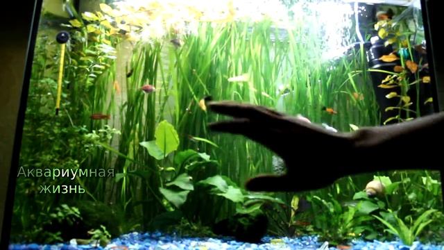 Уход за аквариумом#аквариум 120 литров смотреть онлайн