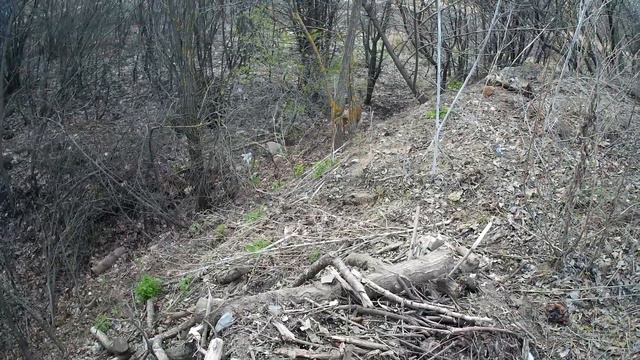 СТАФФОРД ВСТРЕТИЛ БУЛЬДОГА В ЛЕСУ смотреть онлайн