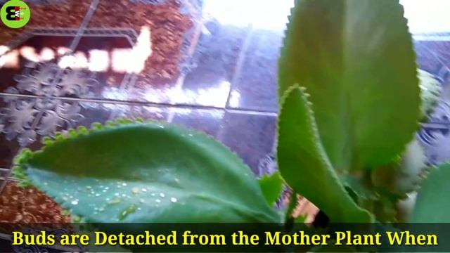 Epiphyllous Buds || Bryophyllum Plant || Succulent Plant || পাথরকুচি смотреть онлайн