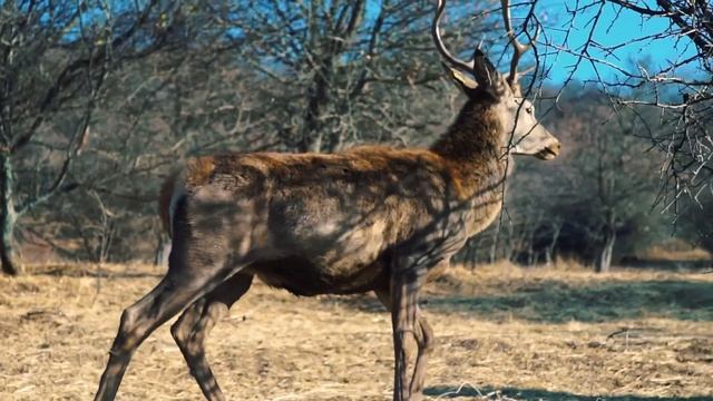 Ташкент Весна - Осень | Tashkent Spring - Autumn смотреть онлайн