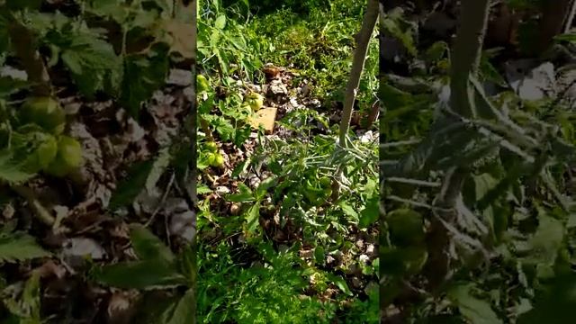 Обзор сорта томата бизон черный. 15 июля 2019 смотреть онлайн